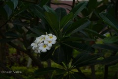 Plumeria obtusa
